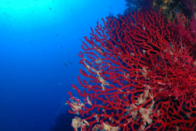  Seabed 